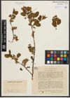 Foto von Salix pyrolifolia Ledeb.